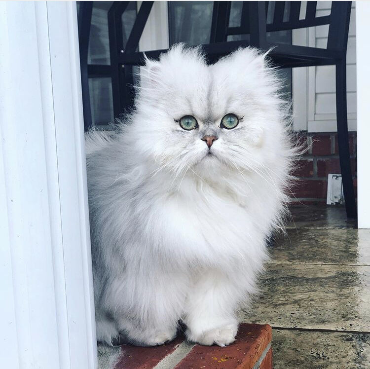 1. Gidgett the cat
